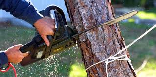 Best Tree Preservation Services  in Canton, OH