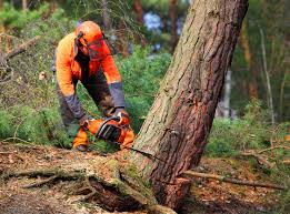 Best Arborist Consultation Services  in Canton, OH