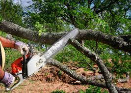 Best Lot and Land Clearing  in Canton, OH