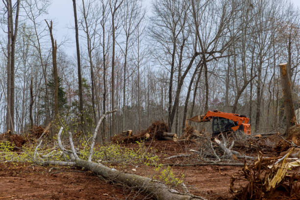 Best Stump Grinding and Removal  in Canton, OH