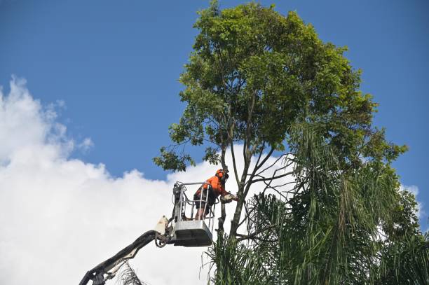 Trusted Canton, OH Tree Care Experts
