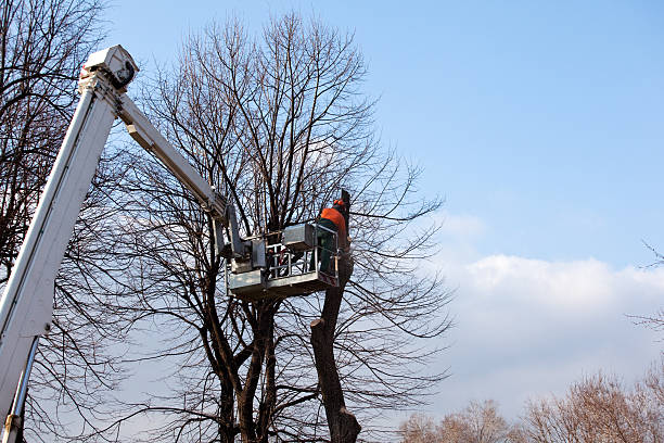 Best Storm Damage Tree Cleanup  in Canton, OH